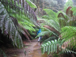 Ben disappearing into the ferns