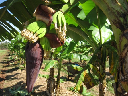 Bananas growing from the bud