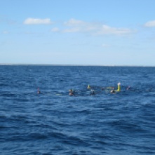 One group swimming with a whale shark