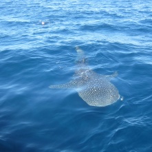 A whale shark!