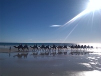 Broome's famous camels