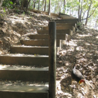The stairs up with many bush turkeys